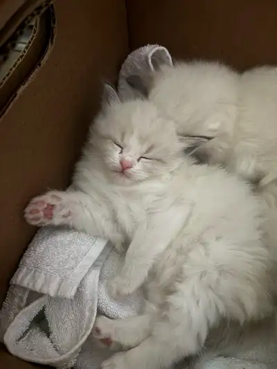 LAST Sweet Ragdoll Kittens Seeking Loving Homes in March!!, View more