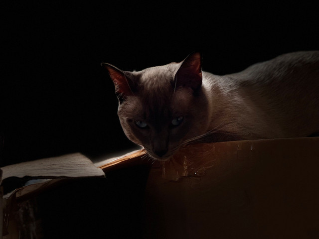 pure bread Siamese kittens in Cats & Kittens for Rehoming in Fredericton