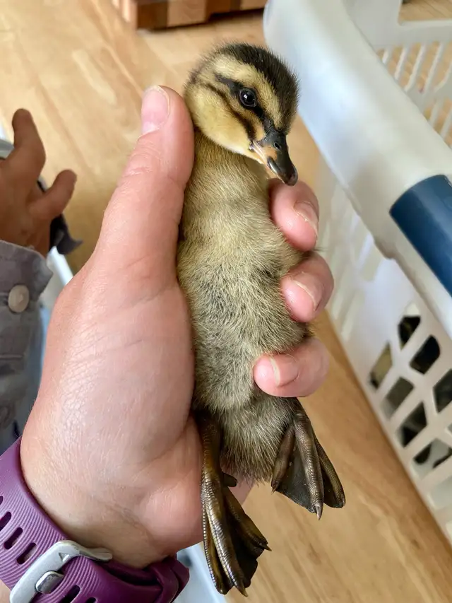 2 ducklings in Livestock in Lethbridge - Image 8