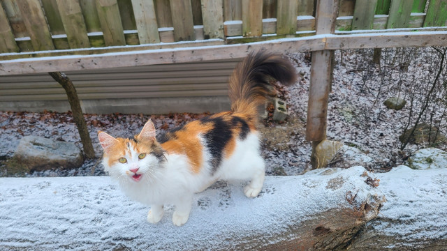 Rare Maine Coon. Beautiful Calico 11 months old! Spayed! in Cats & Kittens for Rehoming in Owen Sound - Image 2
