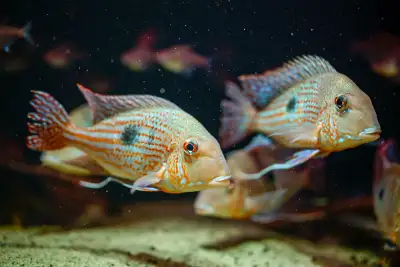 Geophagus megasema, View more