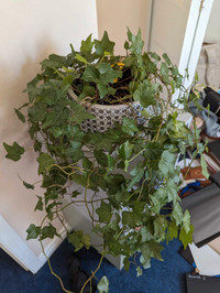 Algerian Ivy - House Plant for Sale w/Pot