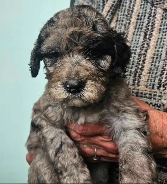 Goldendoodle puppies in Dogs & Puppies for Rehoming in Saint John - Image 2