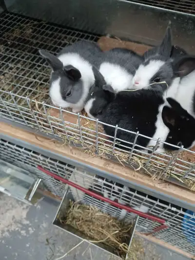 Dutch purebred bunnies, View more