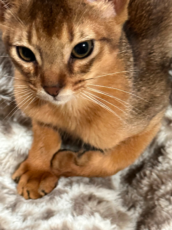 Abyssinian Cat for sale Cats & Kittens for Rehoming Mississauga / Peel Region Kijiji