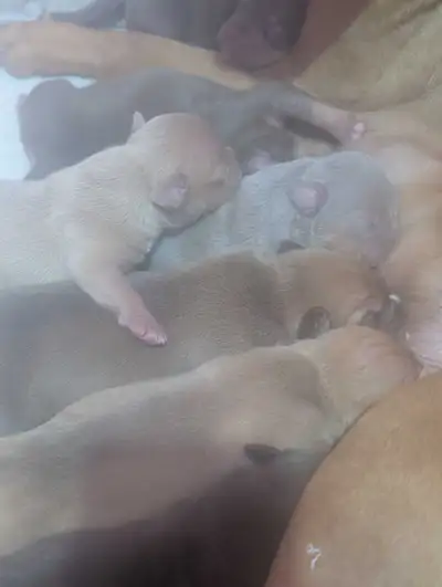 Bébé chiots , View more