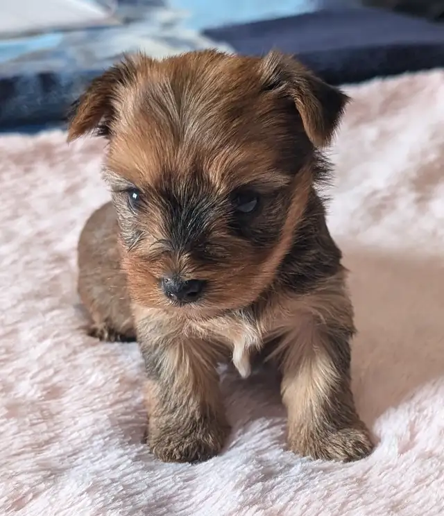 CKC Reg. Yorkshire Terrier in Dogs & Puppies for Rehoming in Strathcona County - Image 2