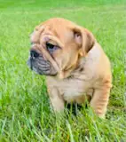 ⭐️ENGLISH BULLDOG⭐️ in Dogs & Puppies for Rehoming in Kingston - Image 2