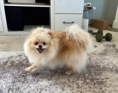 A young Pomeranian girl, she recently turned one year old. Gentle, affectionate and sociable, loves...