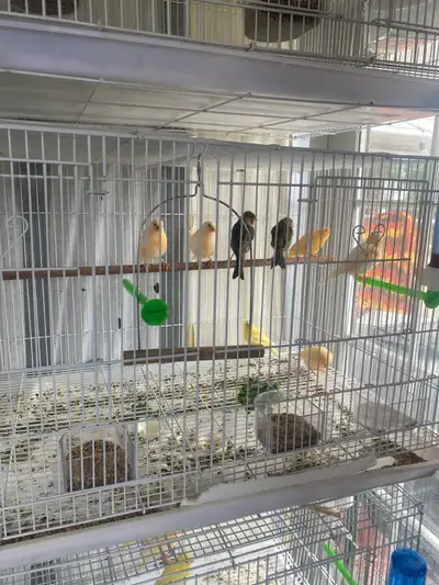 German Roller canaries (babies), View more