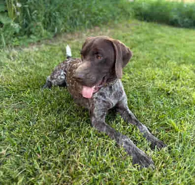 Adult GSP available, View more