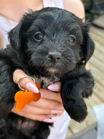 1 Chi-chon puppy left . Ready to go, View more