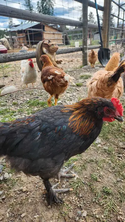 3 copper maran roosters available in Cranbrook. 3 months old. Looking fir a flock of their own.