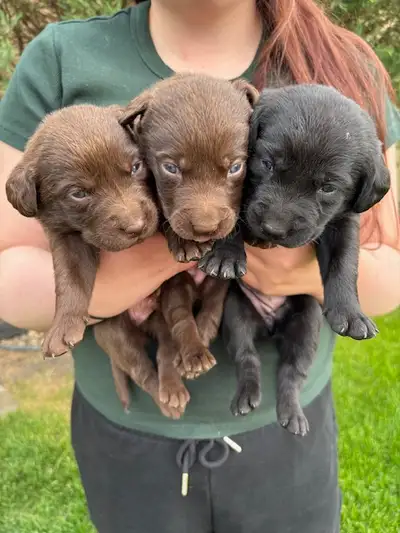 We love to snuggle, cuddle and play and are now 3 weeks old and growing! We will make make loving fa...
