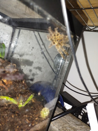 Tarantulas for trade