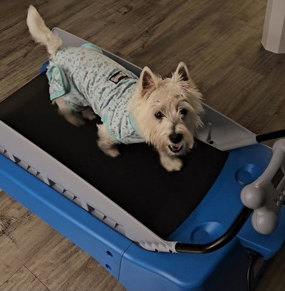 Pet Zen Dog Tread treadmill