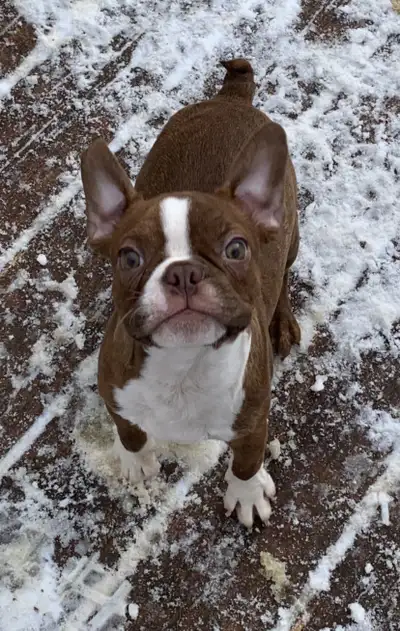 FRENCHTON PUPPIES - CHRISTMAS SPECIAL, View more