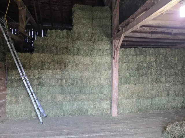 2026 Hay Small Squares 1st cut in Horses & Ponies for Rehoming in Owen Sound - Image 2