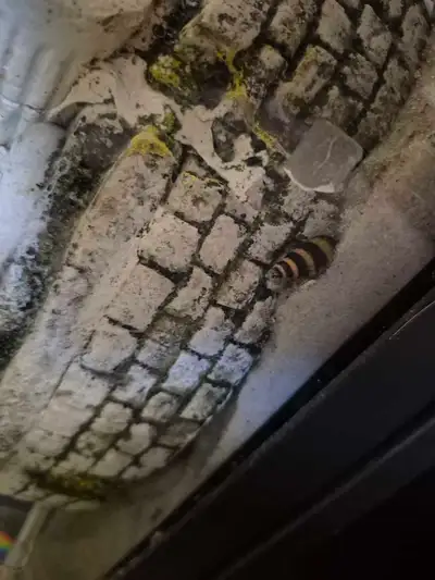 assassin snails , View more