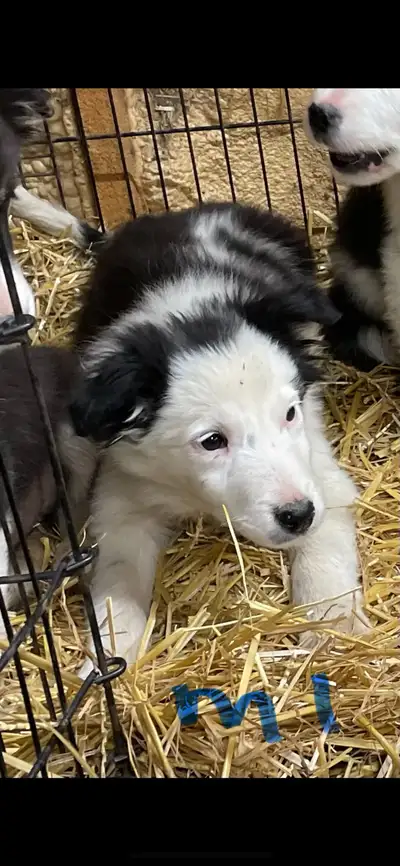  Border Collie, View more