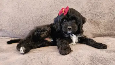 Adorable Cavapoo Puppy (F1) - Ready for Her New Home!, View more