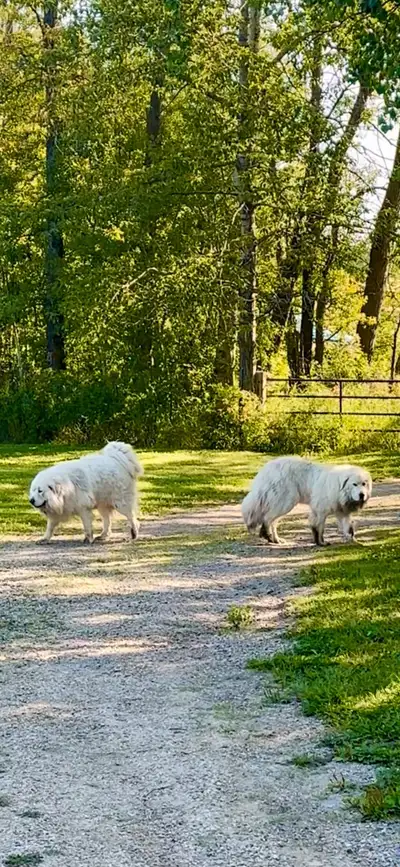 Great Pyrenees puppies ( PUREBRED), View more