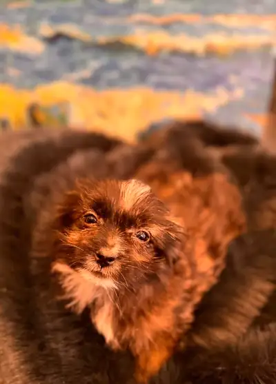 These sweet puppies are home raised with my family in a loving home and all the pups are very well s...