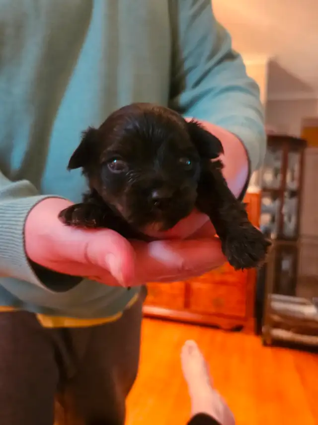 PUREBRED QUALITY YORKIES by Registered and experienced breeder in Dogs & Puppies for Rehoming in City of Toronto - Image 7