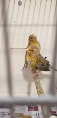 2 oplaine canaries and cage  With stand