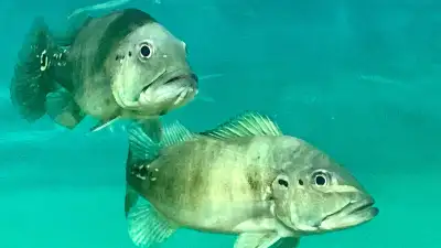 Azul Peacock Bass, View more