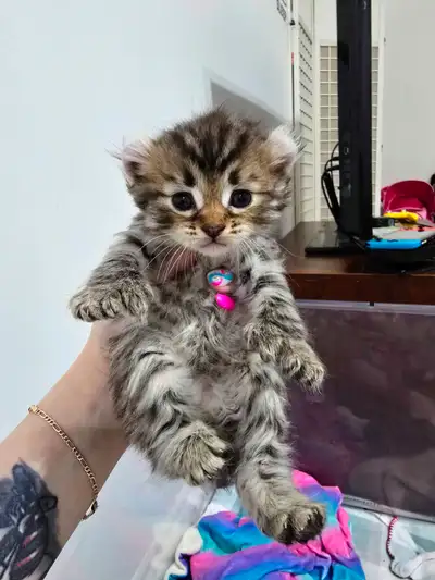 Reste 2 chatons Highland Lynx pour réservation/ Depart septembre, View more