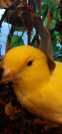 American  Singer  canary .Female canary