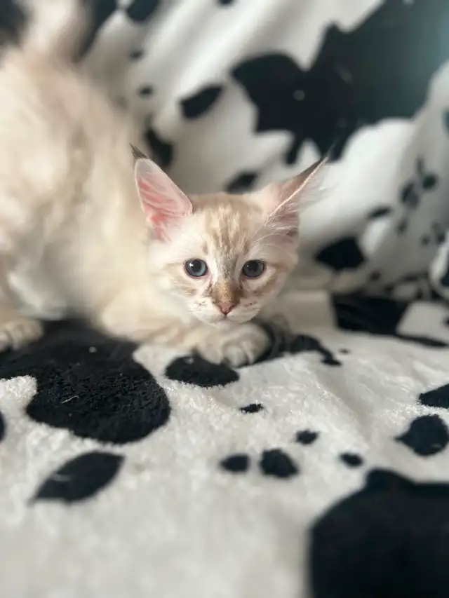 Highland lynx in Cats & Kittens for Rehoming in Québec City - Image 3