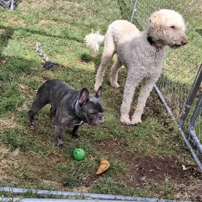 Dog day care! , View more