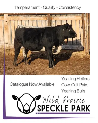 We have several Registered Speckle Park females and bulls on offer. Our catalogue is up on our websi...