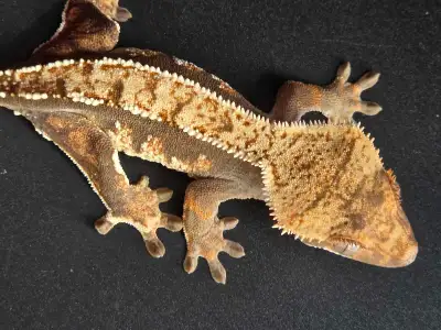 Juvenile rested Gecko, View more