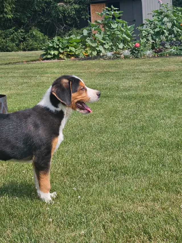Walker Hound/Mountain Bernese cross in Dogs & Puppies for Rehoming in Kitchener / Waterloo - Image 3