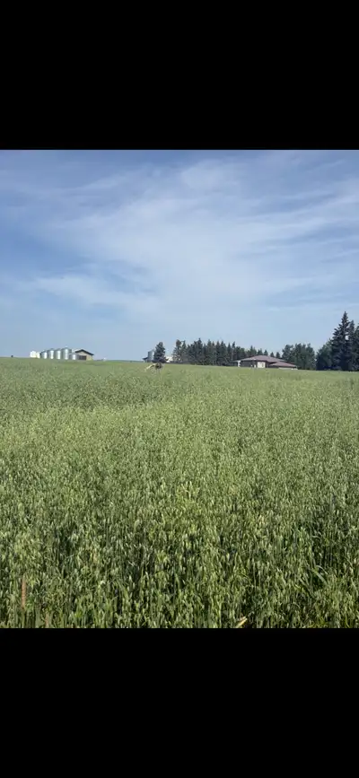 High-quality seed oats available in two proven varieties: • silage/green feed oats– 98% germination...