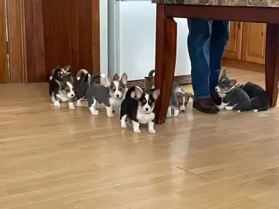 We have 4 beautiful healthy tri corgi pups available. Home raised, very well socialized. First shots...
