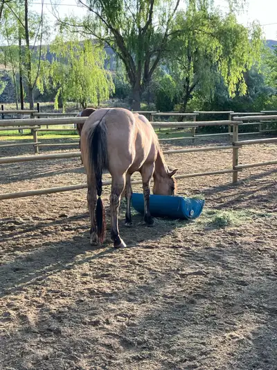 Registered Mare, View more