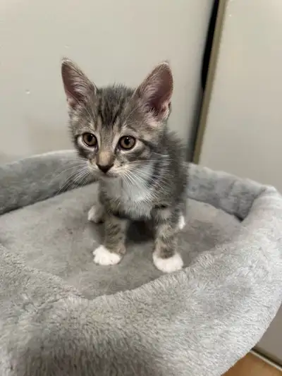 ragdoll tabby mix, View more