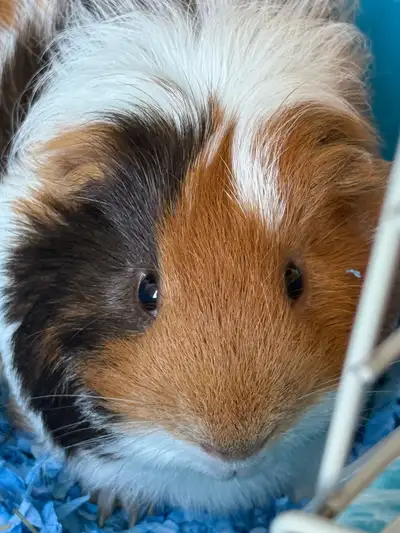 Guinea pig for sale, View more