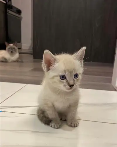 Siamese kittens, View more