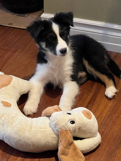 Australian Shepherd/Border Collie mix puppy, View more