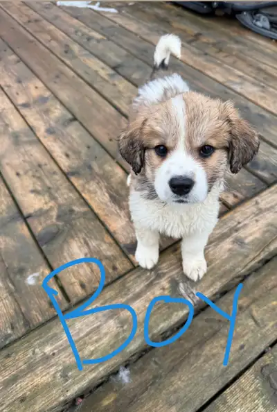 puppies for sales, View more