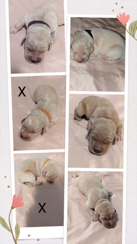 Female golden retriever puppies in Dogs & Puppies for Rehoming in Vernon - Image 3