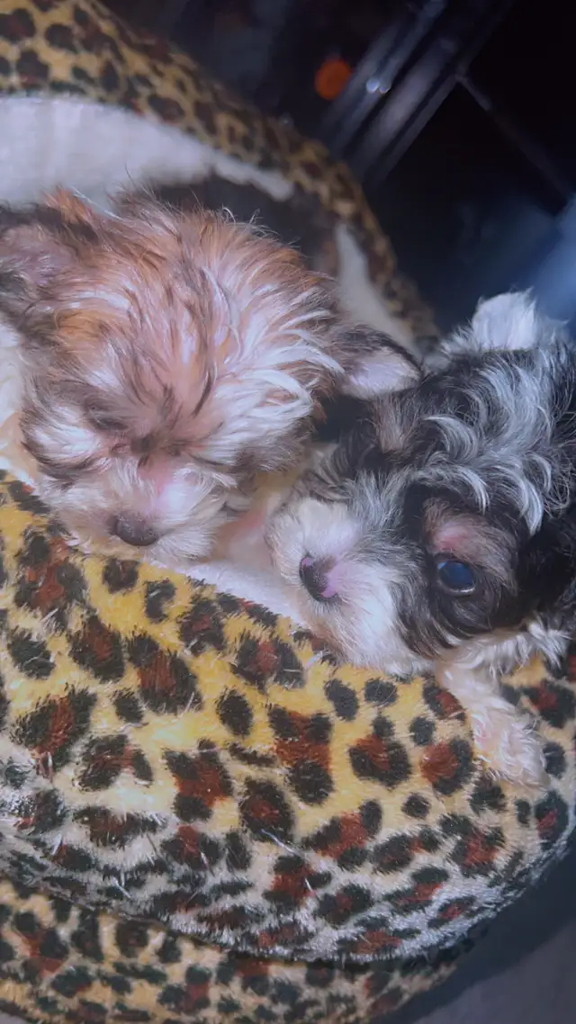 cute puppies for sale in Dogs & Puppies for Rehoming in St. Catharines - Image 7