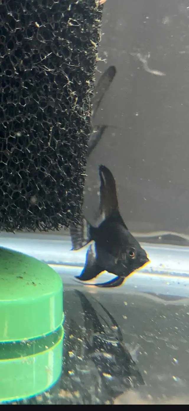 Avatar Angelfish in Fish for Rehoming in Oshawa / Durham Region - Image 2