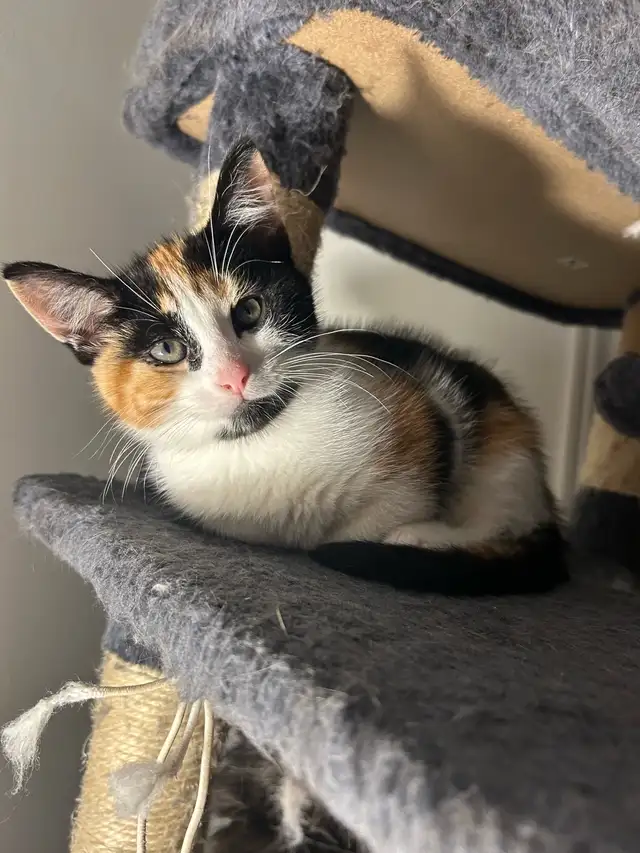 Chaton calico à vendre in Cats & Kittens for Rehoming in City of Montréal - Image 4