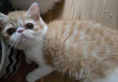 Exotic shorthair kitten, View more